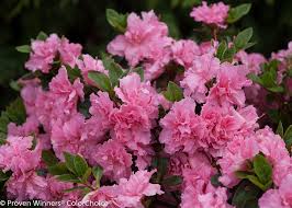 Bloom A Thon Pink Double Reblooming Azalea Rhododendron X Azalea Flower Bloom Pink Azaleas