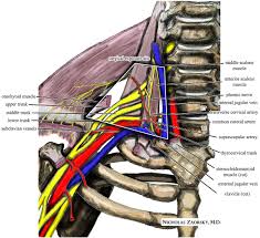 Musclesm in the upper human back. Thoracic Outlet Syndrome Wikipedia