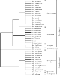 Image result for Ophioglossum gomezianum