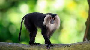 Recently, rasmussen and anderton (2005) gave it the status of a separate species on the basis substantial plumage difference from its conspecific extralimital species. Made In India Wildlife Edition Conde Nast Traveller India India Travel Guide