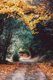 Maybe you would like to learn more about one of these? Autumn Wallpapers Free Hd Download 500 Hq Unsplash
