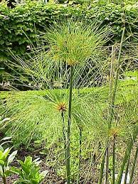 Image result for Ascolepis protea