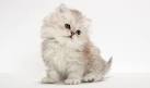 Persian Kittens For Sale by Reputable Breeders | Pets4You