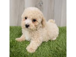 Bichon poodle (bichon poo), also known as a poochon or a bichpoo, is a designer dog that's created by crossing the bichon frise and the poodle. Bichon Poo Puppies Petland St Louis Missouri