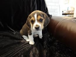 Beagles Mini Tiny Puppies For Sale Miniature Pocket Beagle Pocket Beagle Tiny Puppies For Sale Tiny Puppies