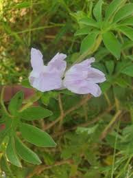 Image result for Ipomoea pes-tigridis