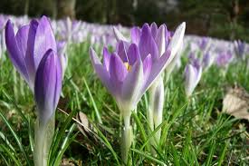 Man durchläuft verschiedene abschnitte und es gibt vieles zu entdecken. Botanischer Garten Offnet Nach Winterpause Wieder Rostock Heute