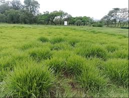 Image result for Urochloa subulifolia