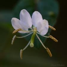 Image result for Cleome aculeata