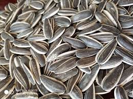The sunflower and cosmos seed combo puts together two of the most iconic summer blooms. China 601 Sunflower Seeds New Crop China No Mixed Seeds 240 250pcs 50g