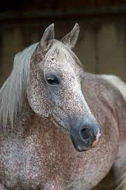 Check spelling or type a new query. Flea Bitten Gray Horses Grey Horse Pretty Horses