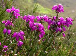 Image result for Erica lanceolifera