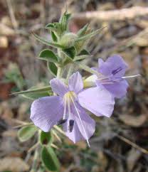 Image result for Barleria mackenii