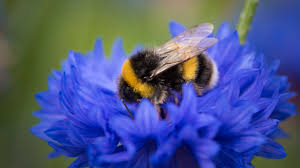 Image result for Bombus polaris