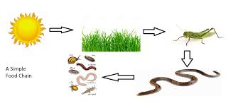 This is a simple lesson designed to teach kids how living things obtain energy from food and how this energy is passed on from one organism. Simple Food Chain Diagram Quizlet