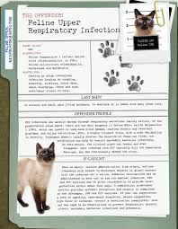 America 39 S Most Unwanted Pet Health Conditions Feline Upper Respiratory Infe Pet Health Upper Respiratory Infection Feline