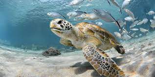 They typically start nesting in may. Interesting Facts About Sea Turtles And Tortoises
