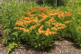 Image result for Asclepias