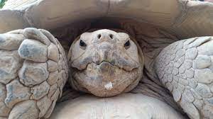 Lonesome George Was The Last Pinta Island Tortoise
