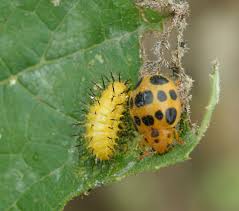 Get free shipping on qualified mexican bean beetles pest control or buy online pick up in store today in the outdoors department. Mexican Bean Beetle Project Noah