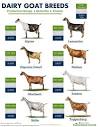 Dairy Goat Breeds: Which One is Right for Your Farm? | Farm Credit ...