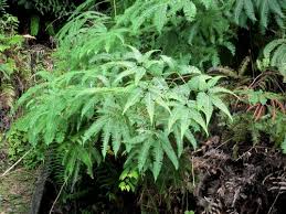 Image result for Dicranopteris elegantula