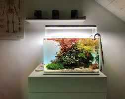 Pin Oleh Daniel Tasche Di Aquarium Dengan Gambar