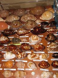 Pin On Shell