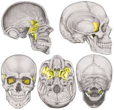 If you wiggle your fingers, you can see the tendons on the back of your hand move as they do their work. Sphenoid Bone The Definitive Guide Biology Dictionary
