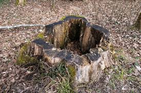 That's odd and unique even by the standards of many cultures' burial rites of centuries ago. How To Hollow Out A Tree Stump For Garden Decor 2021 Own The Yard