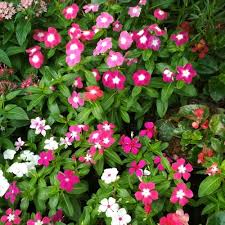We did not find results for: Jual Tanaman Hias Bunga Vinca Pot Jakarta Utara Wahid Jaya Lancar Tokopedia