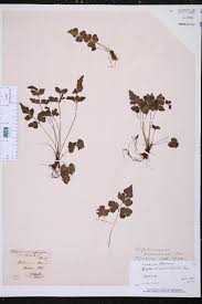 Image result for Asplenium pumilum