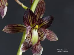 Image result for Oeceoclades saundersiana