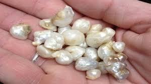 A 'pearl rush' grips Clinch River residents