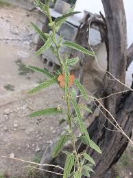 Image result for Tragia adenanthera