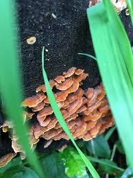 Image result for Craterostigma hirsutum