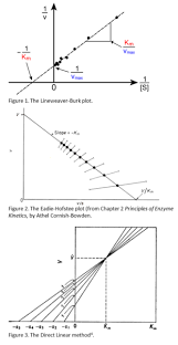Enzyme Kinetics | Ppt