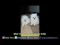 Check spelling or type a new query. Rolly Teacup Puppies For Sale In India Price 08 2021