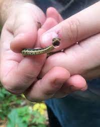 20 Adorable Snake Pics That Will Help You Conquer Your Fear Tiny Baby Animals Cute Reptiles Cute Baby Animals