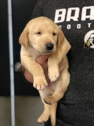 Most labrador retrievers are athletic; Lab Puppy For Sale In Lumberton Nc Labradorretrieverpuppy Labradorretriever