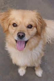 She has a lot of energy and loves to go hiking with the family. Pomeranian Maltese Mix For Sale Novocom Top