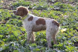 Image result for bretanský dlouhosrstý ohař