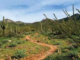 What do mcdowell sonoran conservancy volunteer stewards do? Mcdowell Sonoran Conservancy