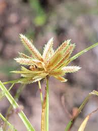 Image result for Pycreus pumilus