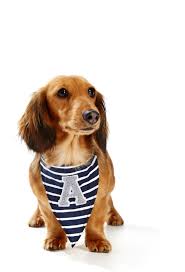Petersburg, the fortress is as old as the city itself. Athletic Dog Neckerchief Peter Alexander Dog Neckerchief Athletic Dogs Kids Sleepwear