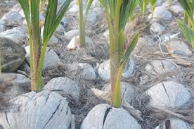 G&m is a coconut food processing plant factory. Alliances For A More Competitive Caribbean Coconut Industry