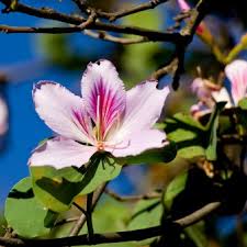 Image result for Bauhinia bowkeri