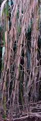 Image result for Arundo donax