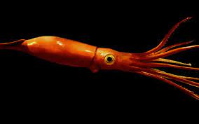 Maybe you would like to learn more about one of these? Rare Underwater Footage Of A Giant Squid Chilling In Toyama Bay Japan Grape Japan