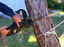 Find people and find the right business and get things done! Quality Affordable Tree Services In Irving Tx Torres Tree Service